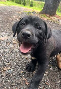 George -  Mixed Breed Dog for Adoption in Acworth, Georgia - George | PetCurious
