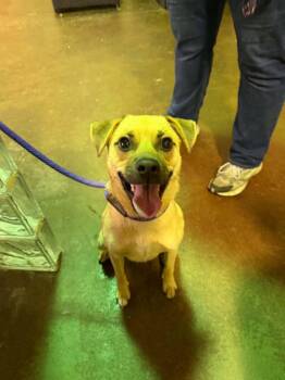 Pugsley -  Puggle Dog for Adoption in Dyer, Indiana - Pugsley | PetCurious