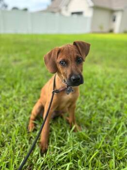 Allen -  Beagle and Mixed Breed Dog for Adoption in Aiken, South Carolina - Allen | PetCurious