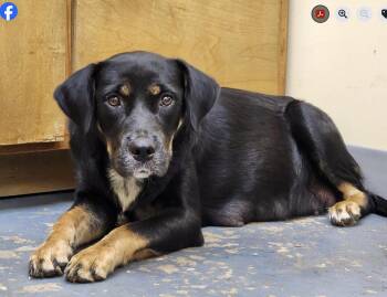 Rescue Mixed Breed Dogs for Adoption in Monticello, Minnesota - Ivee | PetCurious