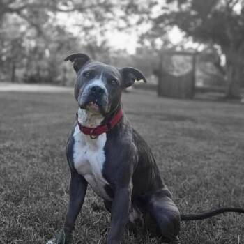 Maribella Made to love full of fun -  American Staffordshire Terrier and Pit Bull Terrier Dog for Adoption in Friendswood, Texas - Maribella Made To Love Full Of Fun | PetCurious