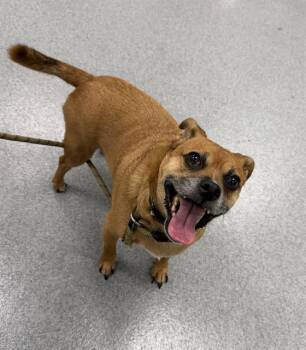LOKI -  Pug and Beagle Dog for Adoption in Indianapolis, Indiana - LOKI | PetCurious