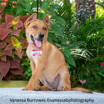Rosalind -  Shepherd Dog for Adoption in Wake Forest, North Carolina - Rosalind | PetCurious