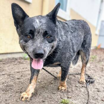 Manchas -  Australian Cattle Dog Blue Heeler Dog for Adoption in Oakland, California - Manchas | PetCurious