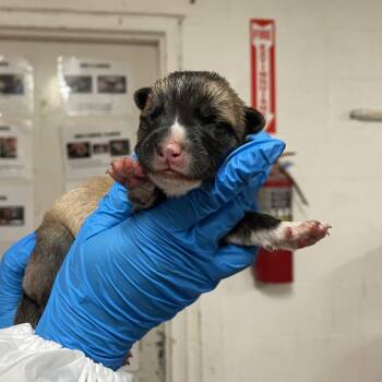 Cantaloupe -  Shepherd Dog for Adoption in Edinburg, Texas - Cantaloupe | PetCurious