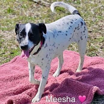Meesha -  English Pointer Dog for Adoption in Rockwall, Texas - Meesha | PetCurious