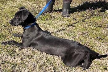 Labrador Retriever Dogs Available for Adoption - Bones | PetCurious