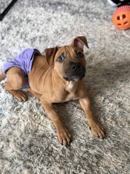 Shepherd and Pit Bull Terrier Dogs Available for Adoption in Tampa, Florida - Lyra | PetCurious