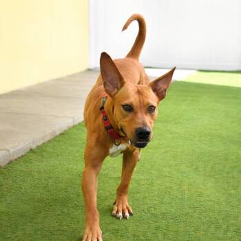 Mixed Breed Dogs Available for Adoption - Caroline | PetCurious