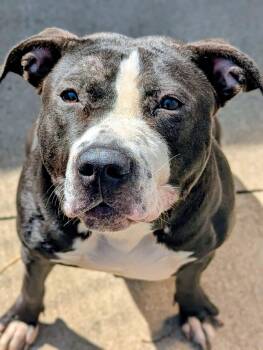 Pit Bull Terrier Dogs Available for Adoption in Chicago, Illinois - Nynaeve | PetCurious