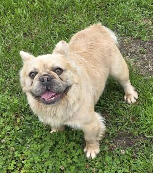 Lion-o -  French Bulldog Dog for Adoption in Momence, Illinois - Lion-o | PetCurious