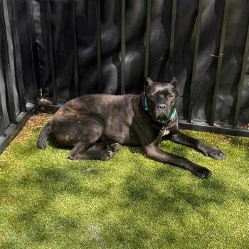 Satine -  Cane Corso Dog for Adoption in Charlottesville, Virginia - Satine | PetCurious