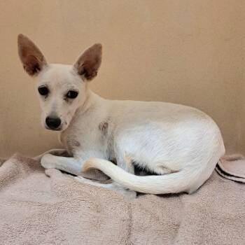 Vali -  Jack Russell Terrier and Chihuahua Dog for Adoption in Cedarburg, Wisconsin - Vali | PetCurious
