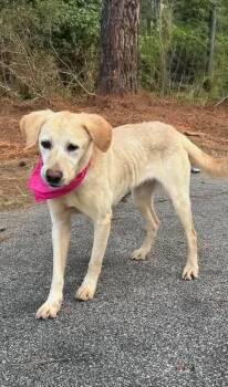 Monica -  Yellow Labrador Retriever Dog for Adoption in Sumter, South Carolina - Monica | PetCurious