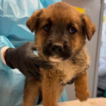 Udon -  Mixed Breed Dog for Adoption in Taos, New Mexico - Udon | PetCurious