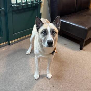 Panda -  Shepherd and Husky Dog for Adoption in Pasadena, California - Panda | PetCurious