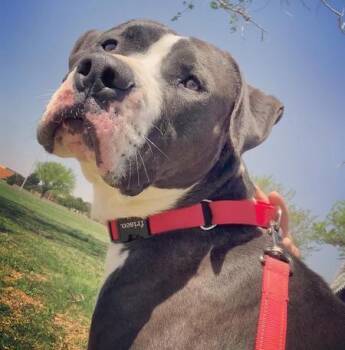 Rescue Pit Bull Terrier Dogs for Adoption in Lubbock, Texas - Domino | PetCurious