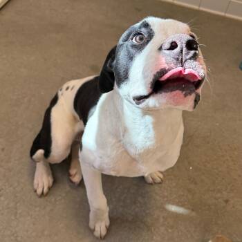 Rescue Pit Bull Terrier and Mixed Breed Dogs for Adoption in Rifle, Colorado - Clyde | PetCurious