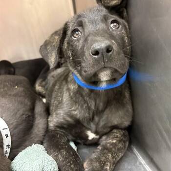 PUPPY 3 -  Labrador Retriever and Mixed Breed Dog for Adoption in Rancho Cucamonga, California - PUPPY 3 | PetCurious