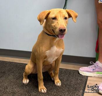 Belle -  Carolina Dog and Labrador Retriever Dog for Adoption in Washington, District Of Columbia - Belle | PetCurious