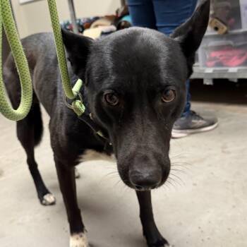 Duck -  Labrador Retriever and Mixed Breed Dog for Adoption in Yuma, Arizona - Duck | PetCurious