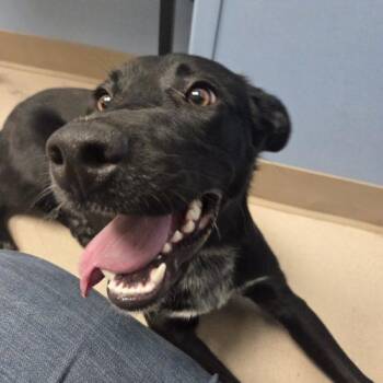Thalia -  Black Labrador Retriever and Australian Cattle Dog Blue Heeler Dog for Adoption in Grand Junction, Colorado - Thalia | PetCurious
