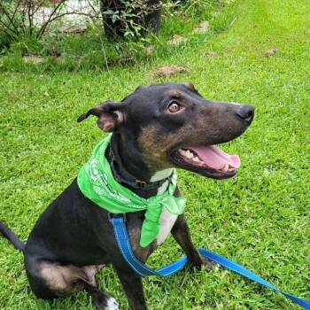 Lexie -  Mixed Breed Dog for Adoption in Taycheedah, Wisconsin - Lexie | PetCurious