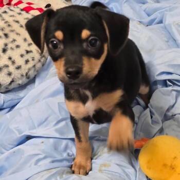 Shelly -  Mixed Breed Dog for Adoption in Wappingers Falls, New York - Shelly | PetCurious
