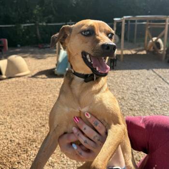 Ceiba -  Terrier Dog for Adoption in Columbia, South Carolina - Ceiba | PetCurious