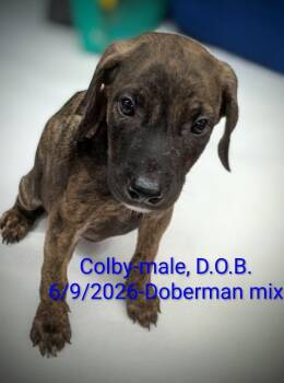 Colby -  Doberman Pinscher and Saint Bernard Dog for Adoption in Mauston, Wisconsin - Colby | PetCurious