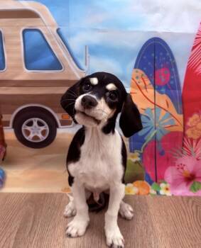 Jesse -  Beagle and Mixed Breed Dog for Adoption in Coachella, California - Jesse | PetCurious