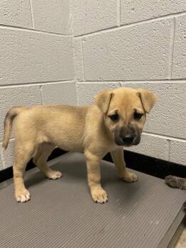 Newton Pup 1 -  Mixed Breed Dog Available for Adoption in Henderson, North Carolina - Newton Pup 1 | PetCurious