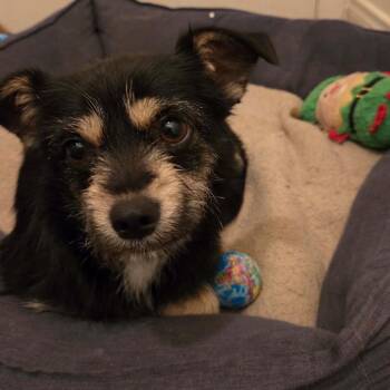 Luna -  Terrier Dog for Adoption in Ferndale, Washington - Luna | PetCurious