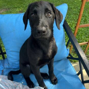 Luna -  Labrador Retriever Dog for Adoption in Sherman, Illinois - Luna | PetCurious