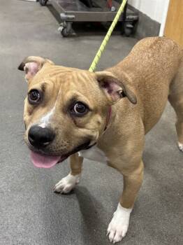 Rescue Terrier Dogs for Adoption - TOOTSIEROLL | PetCurious