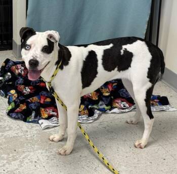 *Feather* -  Pit Bull Terrier Dog for Adoption in Salt Lake City, Utah - *Feather* | PetCurious