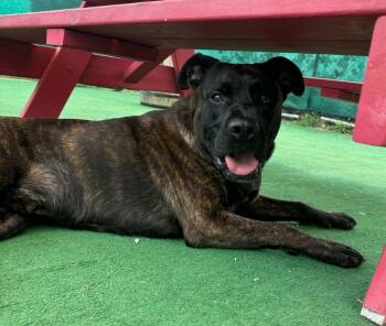 Dolce -  Cane Corso and German Shepherd Dog Dog for Adoption in Warren, Michigan - Dolce | PetCurious