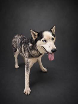 BRIDGET -  Siberian Husky Dog for Adoption in Winter Haven, Florida - BRIDGET | PetCurious