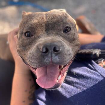 Subwoofer -  American Bulldog Dog for Adoption in York, Pennsylvania - Subwoofer | PetCurious