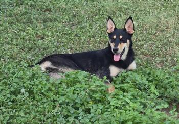 Doberman Pinscher and Husky Dogs Available for Adoption in Mcallen, Texas - Alina | PetCurious