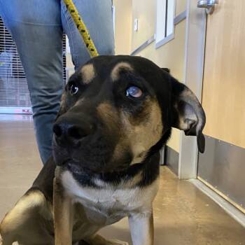 Rescue Mixed Breed Dogs for Adoption in Palm Springs, California - Little Girl | PetCurious