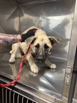 BEAN -  Anatolian Shepherd and Mixed Breed Dog for Adoption in Albuquerque, New Mexico - BEAN | PetCurious