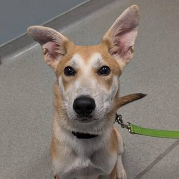 Rowan -  Mixed Breed Dog for Adoption in New Castle, Delaware - Rowan | PetCurious
