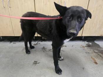 German Shepherd Dog and Border Collie Dogs Available for Adoption in Camarillo, California - A881030 | PetCurious