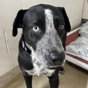 Black Labrador Retriever and Australian Cattle Dog Blue Heeler Dogs Available for Adoption in Kansas City, Kansas - Tostada | PetCurious