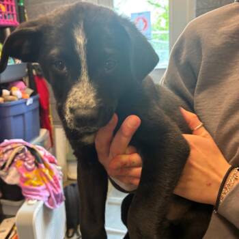 Australian Cattle Dog Blue Heeler and Retriever Dogs Available for Adoption - Cedar | PetCurious