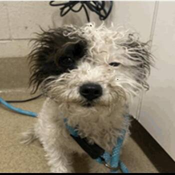 Winifred -  Maltese and Mixed Breed Dog for Adoption in Buellton, California - Winifred | PetCurious