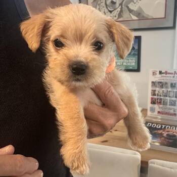 Phoebe -  Mixed Breed and Terrier Dog for Adoption in Key Largo, Florida - Phoebe | PetCurious