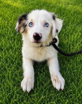 Aspen -  Australian Shepherd Dog for Adoption in Malvern, Pennsylvania - Aspen | PetCurious