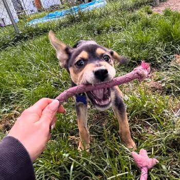 Seattle -  Labrador Retriever and Border Collie Dog for Adoption in Michigan City, Indiana - Seattle | PetCurious